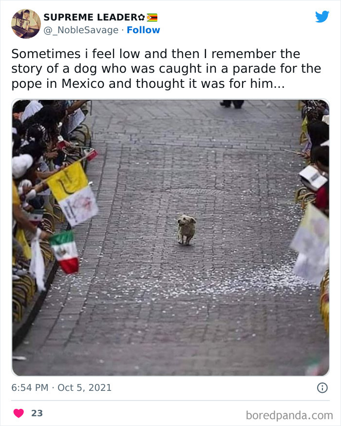 Dog humorously walks in parade, crowd cheers; mix of animals and humor.