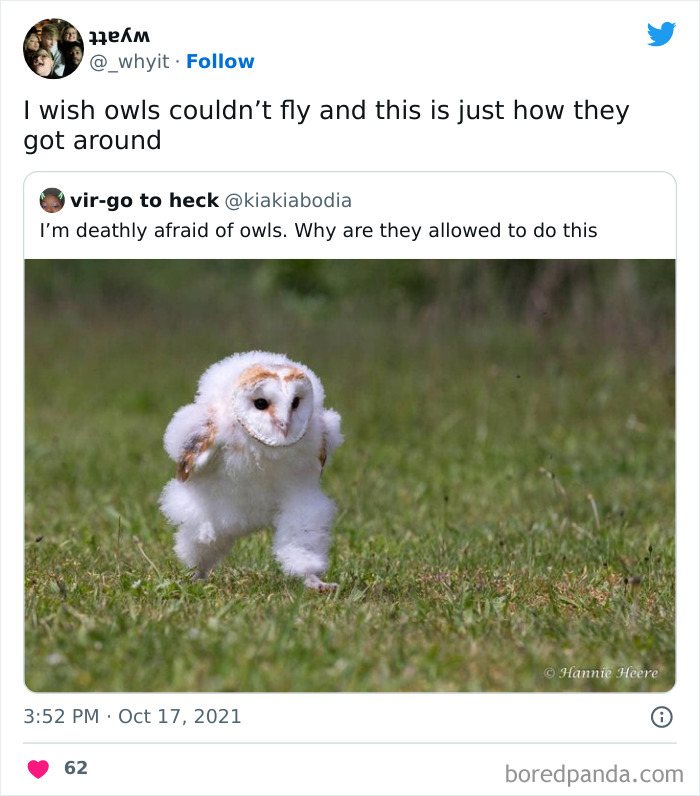Cute owl humorously running on grass, showcasing animal-related comedy.
