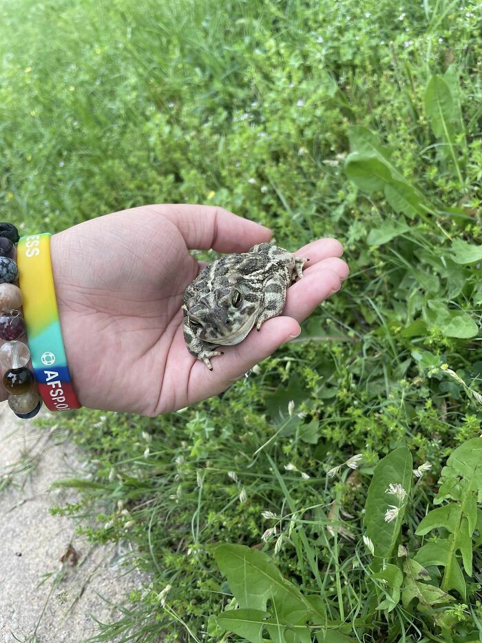 Found This Little Guy In Our Motel Room. Not Sure How He Got In Here But He's Safely In The Grass Now!
