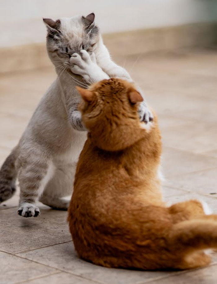 Los dueños de estas mascotas contaron las 15 situaciones más dramáticas que observaron entre ellas