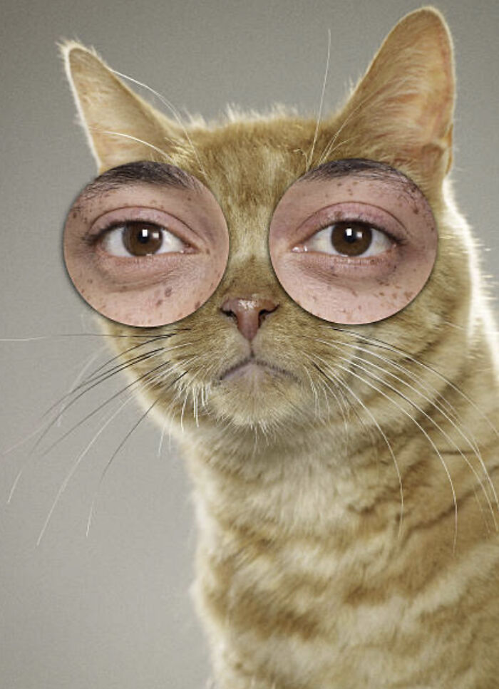 Gato Es Muy Bonito (Cat Is Very Pretty)