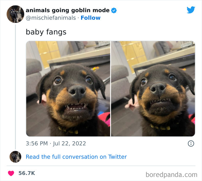 Goblin-Mode-Animals