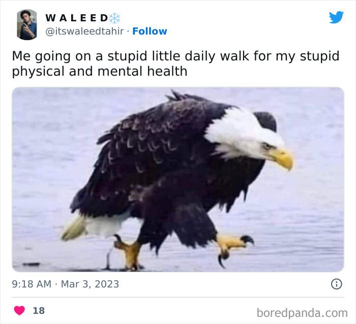Bald eagle walking in water with a humorous caption about daily walks for health, combining animals and humor.