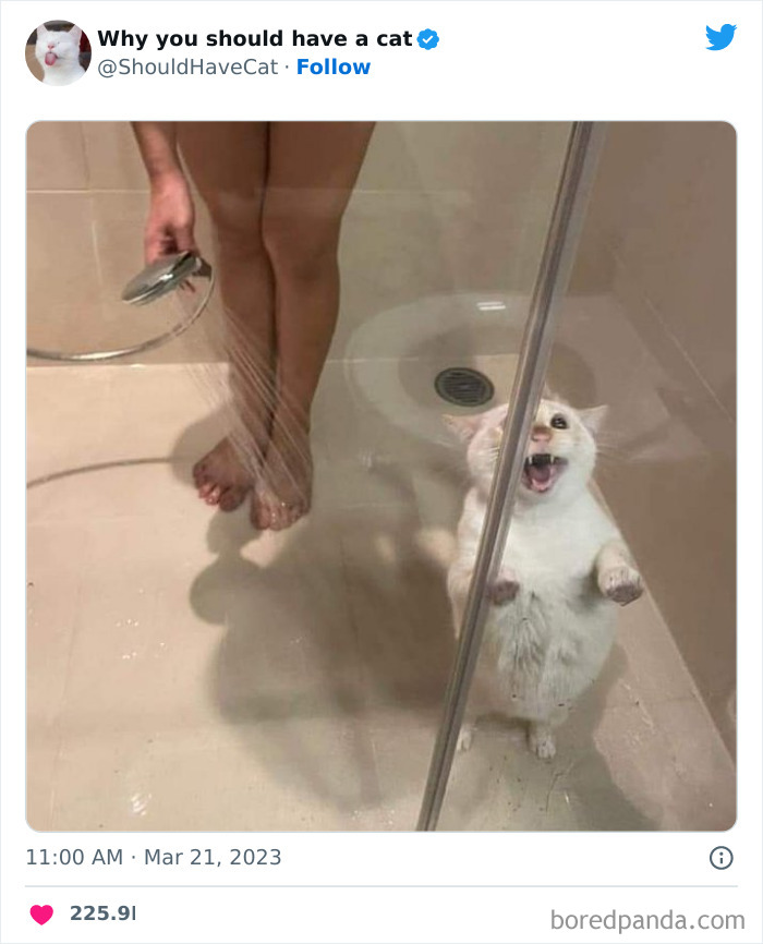 Reasons-Why-You-Should-Have-A-Cat