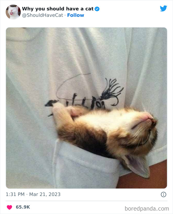 Reasons-Why-You-Should-Have-A-Cat