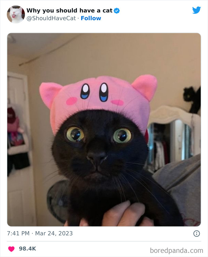 Reasons-Why-You-Should-Have-A-Cat