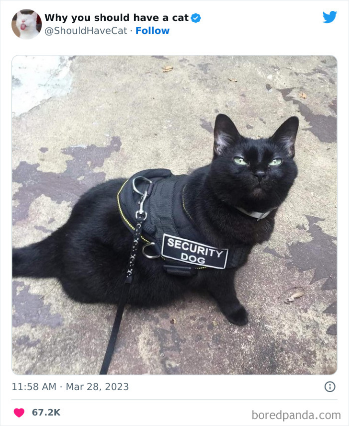 Reasons-Why-You-Should-Have-A-Cat