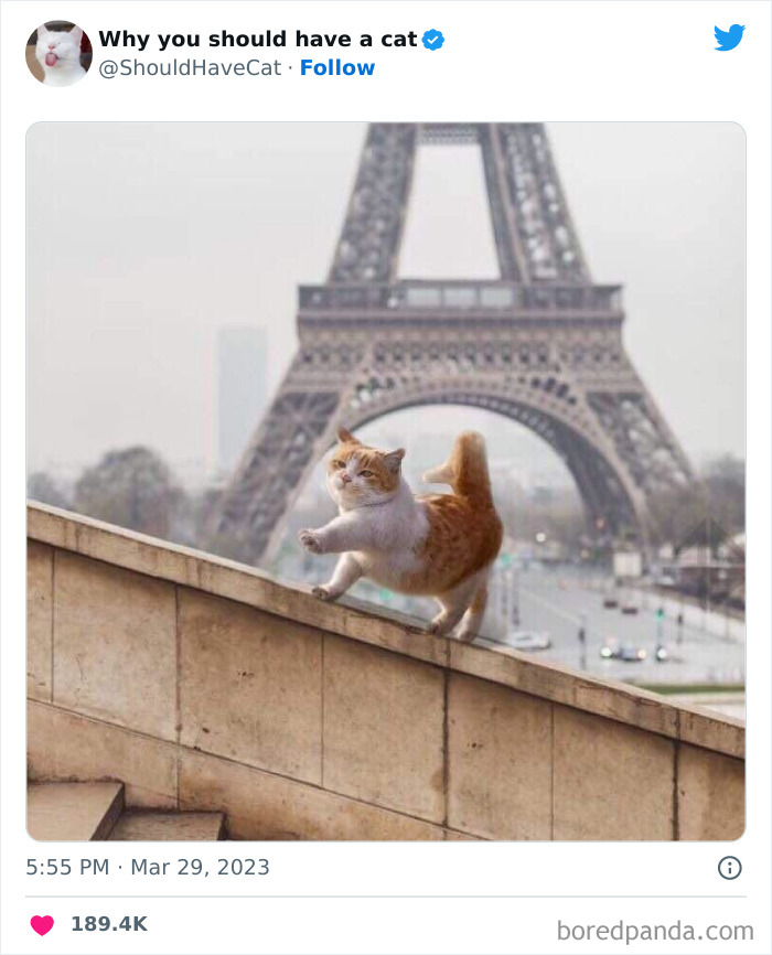 Reasons-Why-You-Should-Have-A-Cat