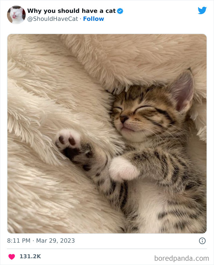 Reasons-Why-You-Should-Have-A-Cat