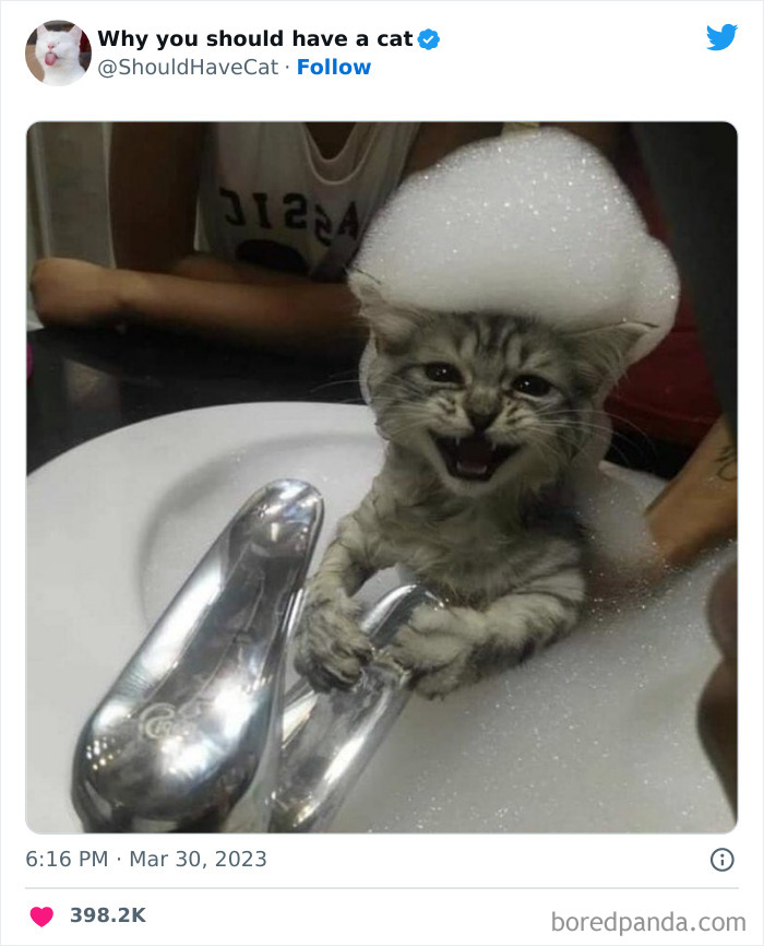 Reasons-Why-You-Should-Have-A-Cat