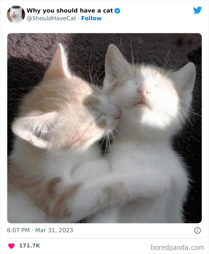 Reasons-Why-You-Should-Have-A-Cat