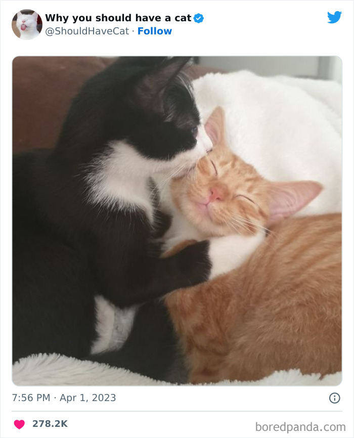 Reasons-Why-You-Should-Have-A-Cat