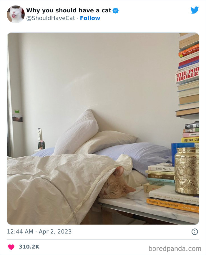 Reasons-Why-You-Should-Have-A-Cat