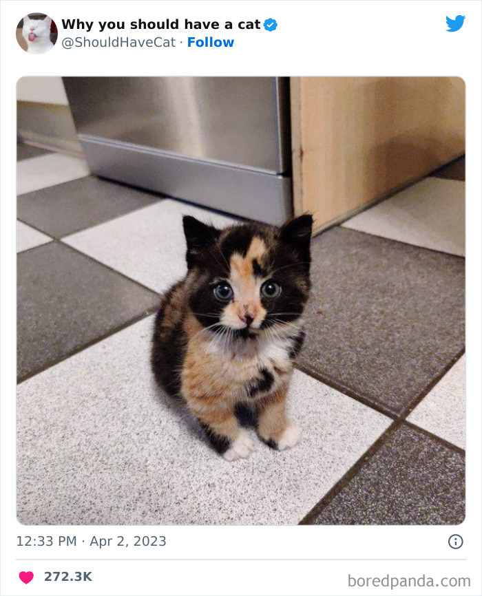 Reasons-Why-You-Should-Have-A-Cat