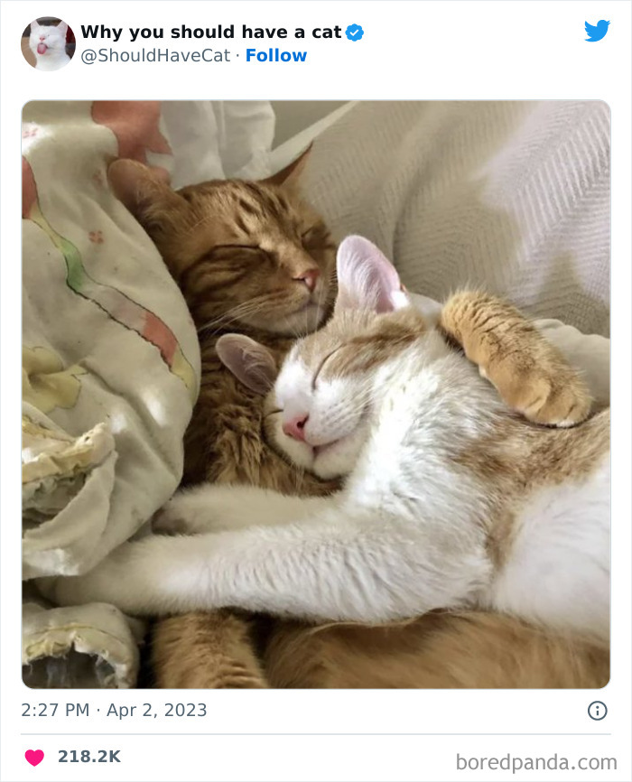 Reasons-Why-You-Should-Have-A-Cat