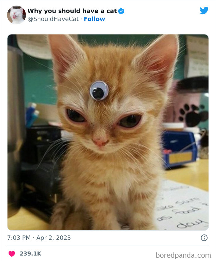 Reasons-Why-You-Should-Have-A-Cat