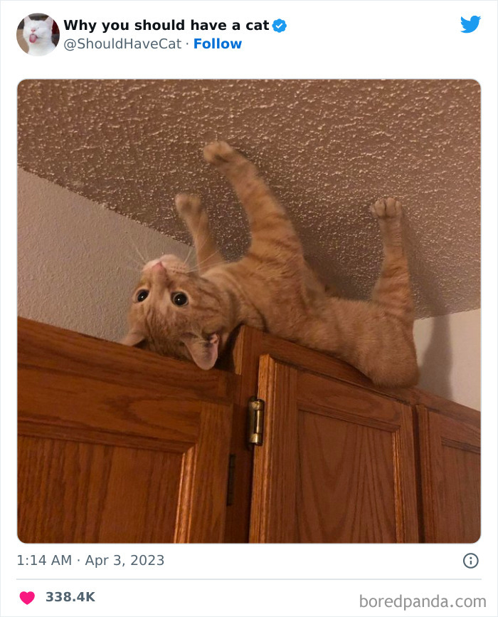 Reasons-Why-You-Should-Have-A-Cat