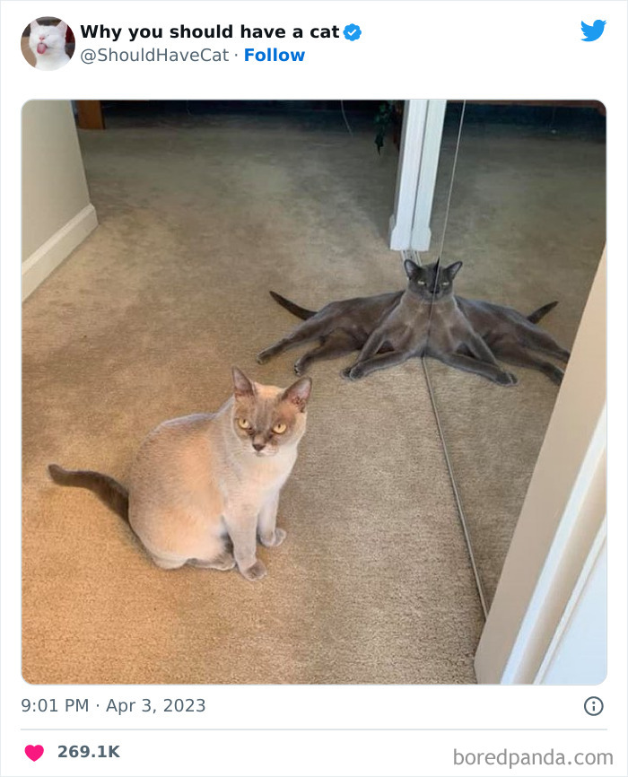 Reasons-Why-You-Should-Have-A-Cat