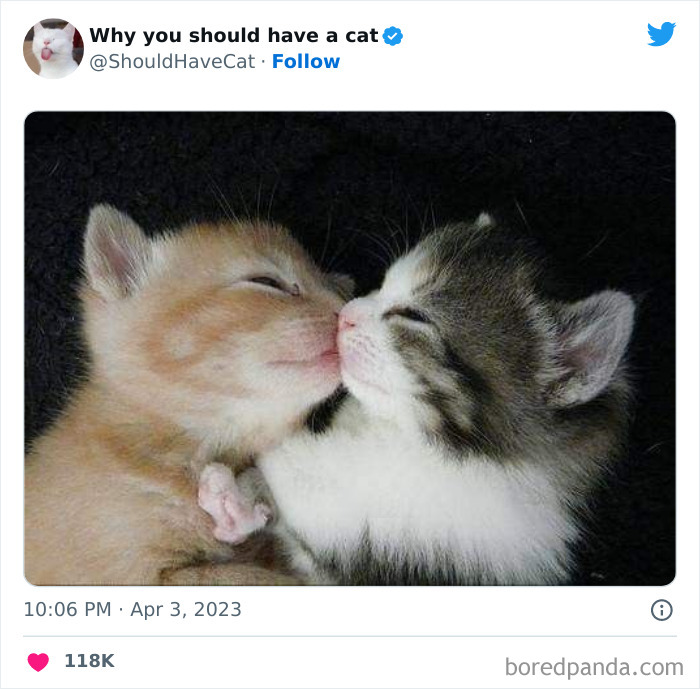 Reasons-Why-You-Should-Have-A-Cat