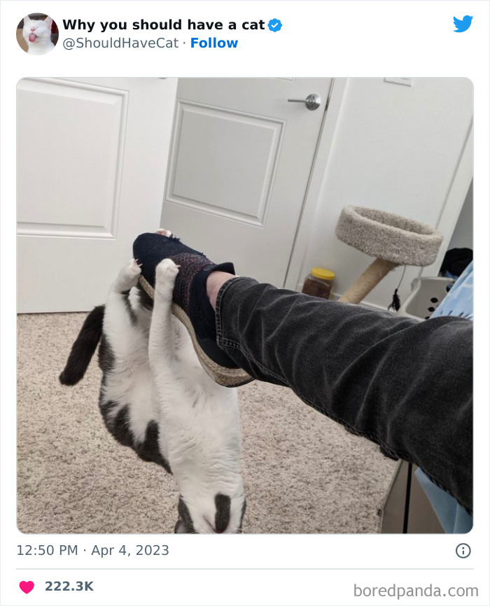 Reasons-Why-You-Should-Have-A-Cat