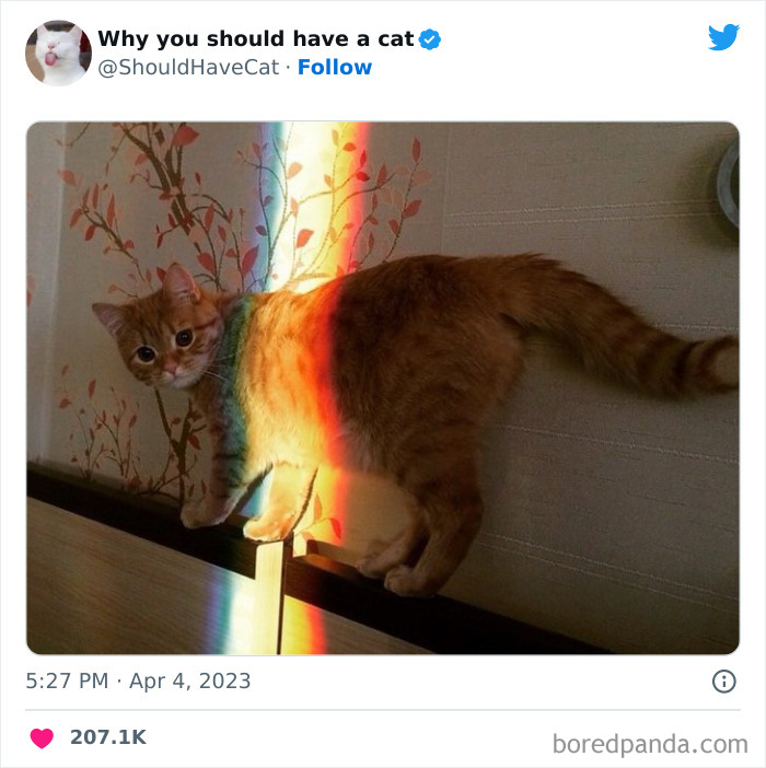 Reasons-Why-You-Should-Have-A-Cat