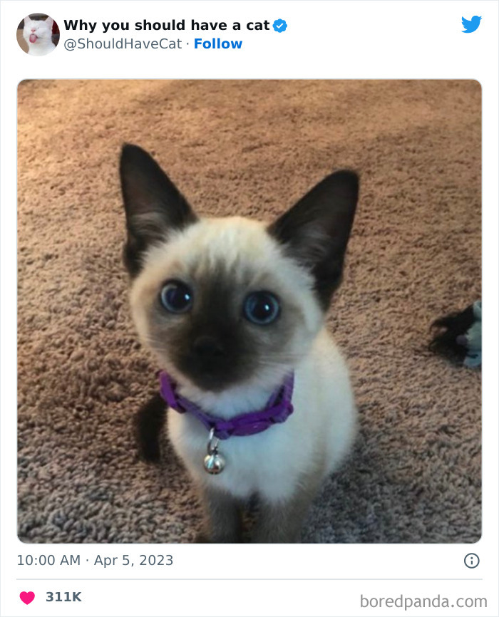 Reasons-Why-You-Should-Have-A-Cat