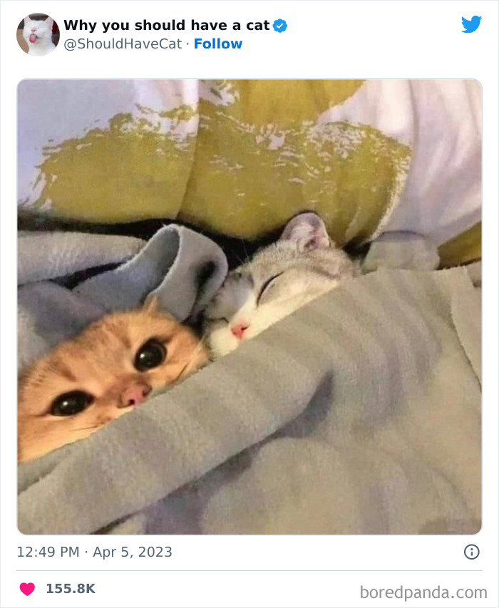 Reasons-Why-You-Should-Have-A-Cat