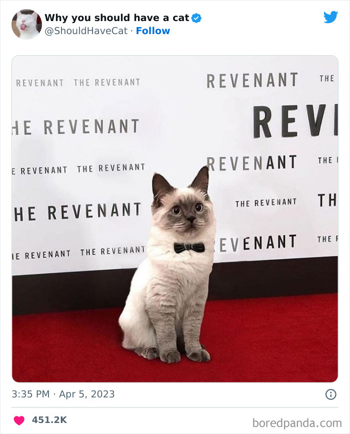 Reasons-Why-You-Should-Have-A-Cat