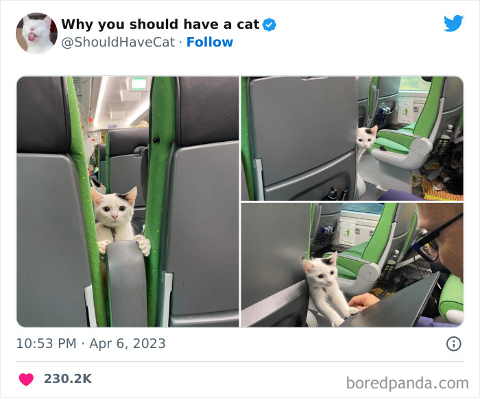 Reasons-Why-You-Should-Have-A-Cat