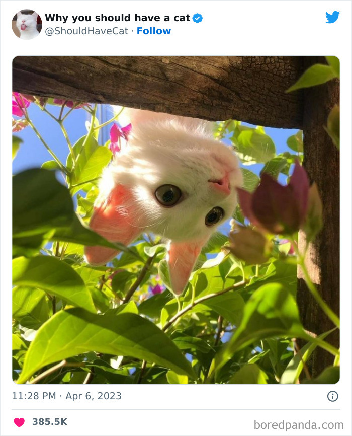 Reasons-Why-You-Should-Have-A-Cat