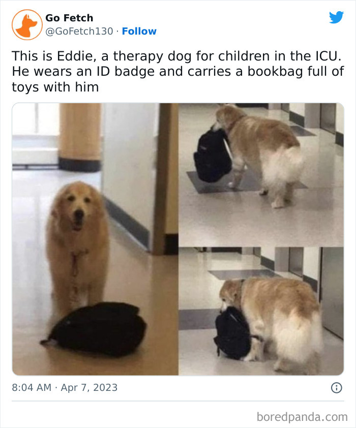 Therapy dog carrying a bookbag filled with toys in a hospital corridor, showcasing animals and humor.
