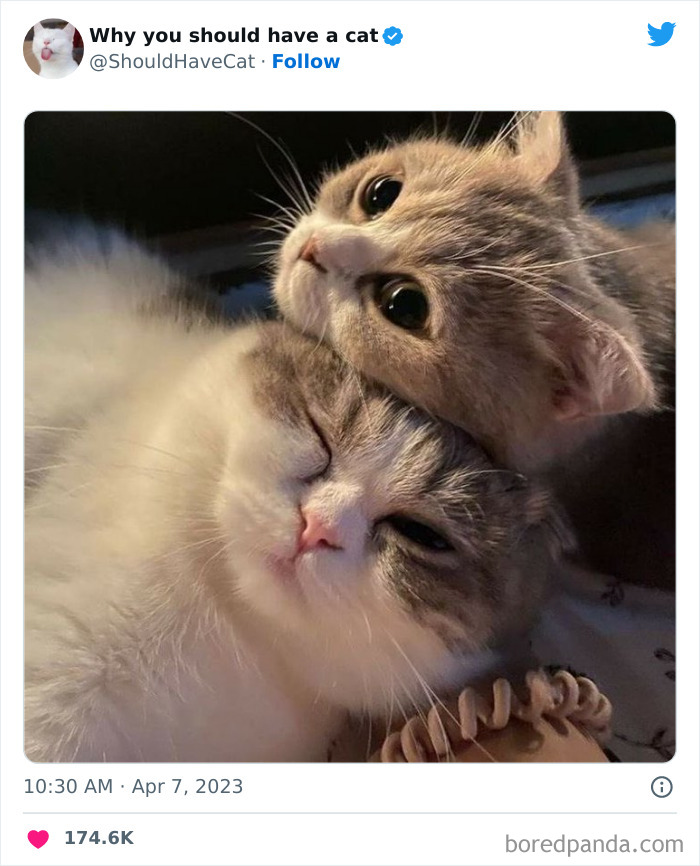 Reasons-Why-You-Should-Have-A-Cat