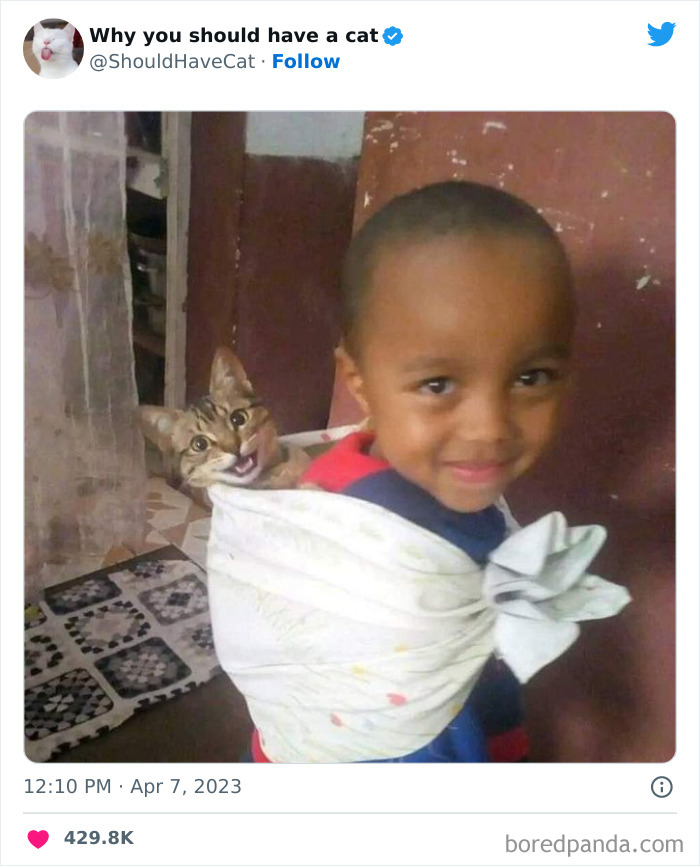 Reasons-Why-You-Should-Have-A-Cat