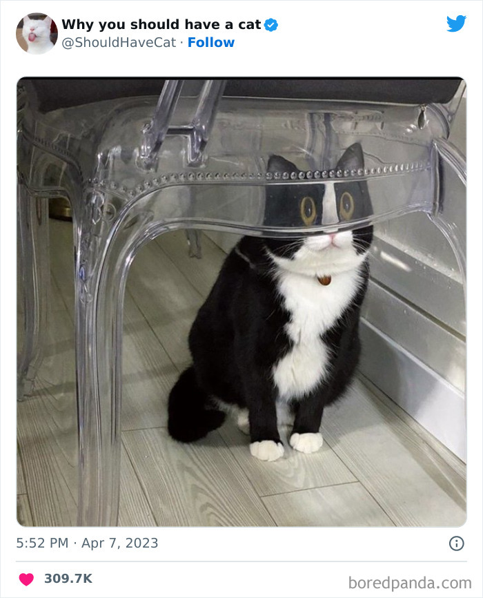 Reasons-Why-You-Should-Have-A-Cat