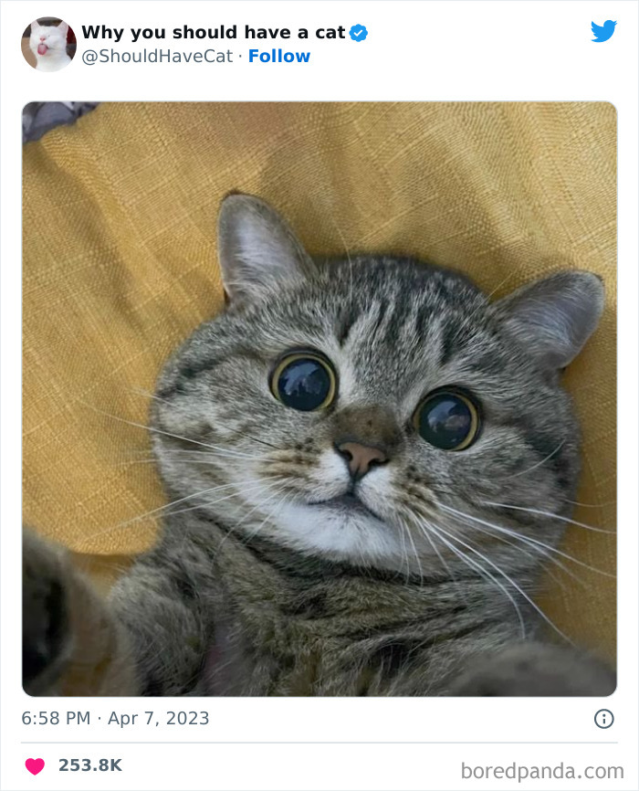 Reasons-Why-You-Should-Have-A-Cat