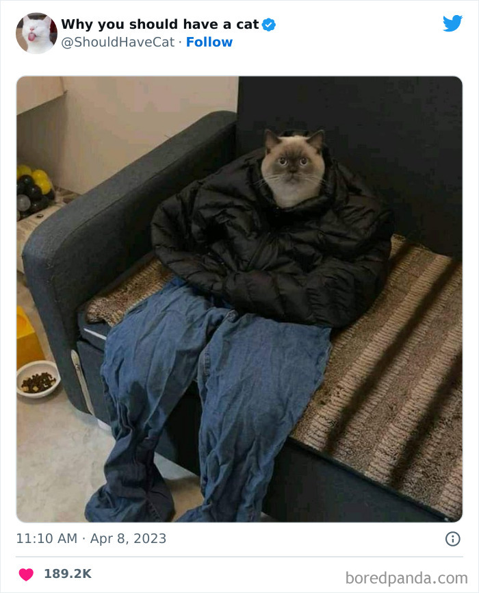 Reasons-Why-You-Should-Have-A-Cat