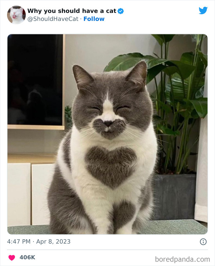 Reasons-Why-You-Should-Have-A-Cat