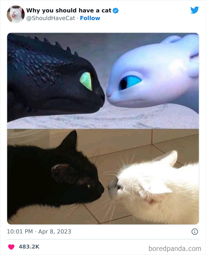 Reasons-Why-You-Should-Have-A-Cat