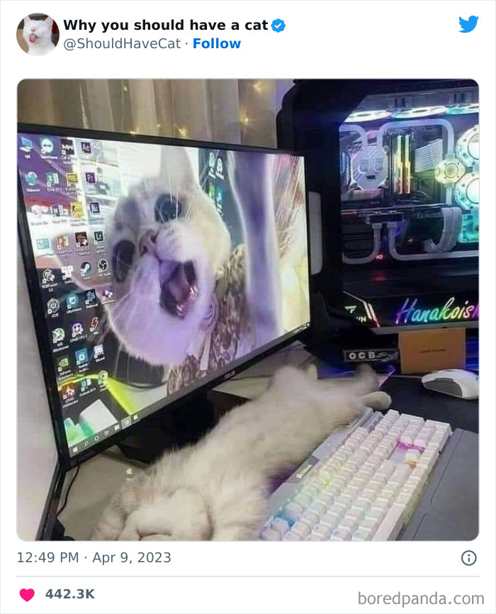 Reasons-Why-You-Should-Have-A-Cat