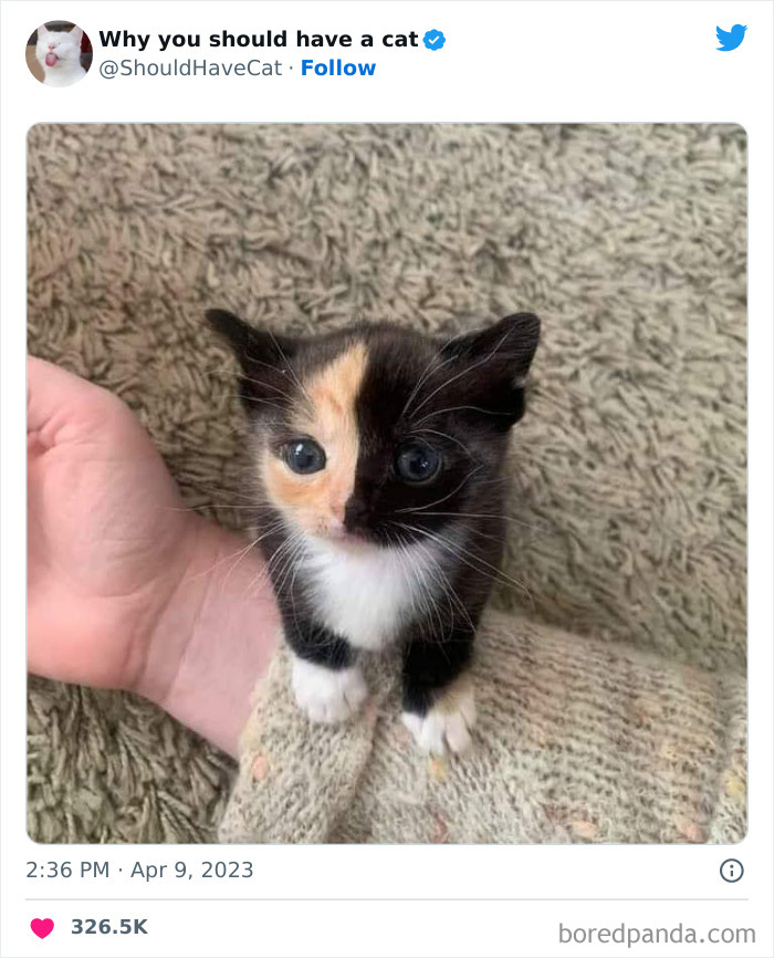 Reasons-Why-You-Should-Have-A-Cat