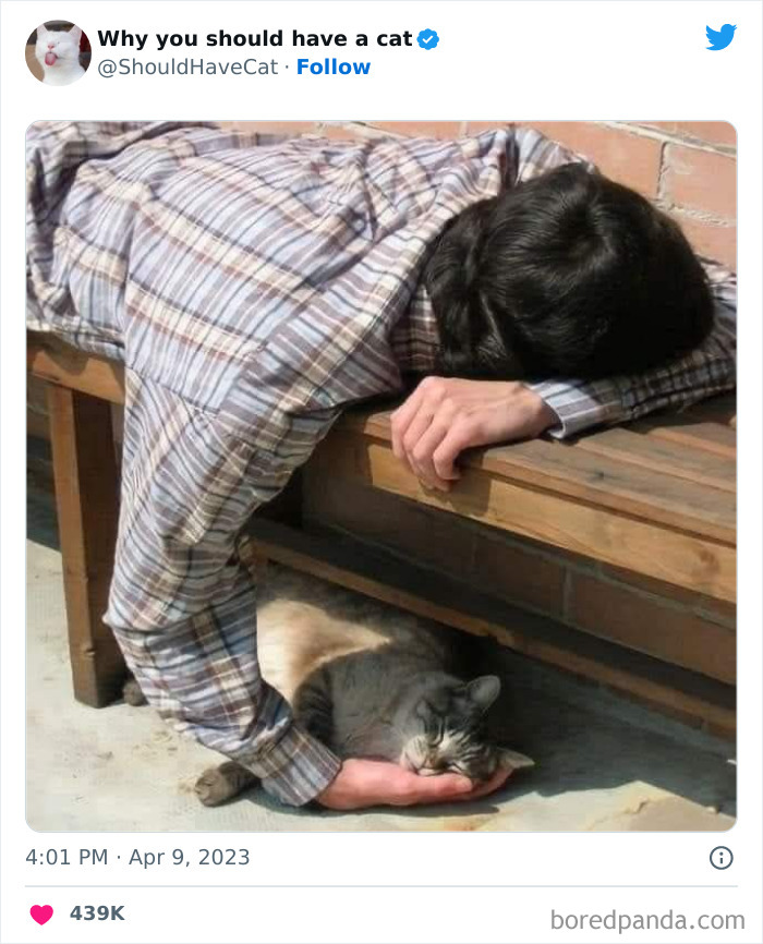 Reasons-Why-You-Should-Have-A-Cat