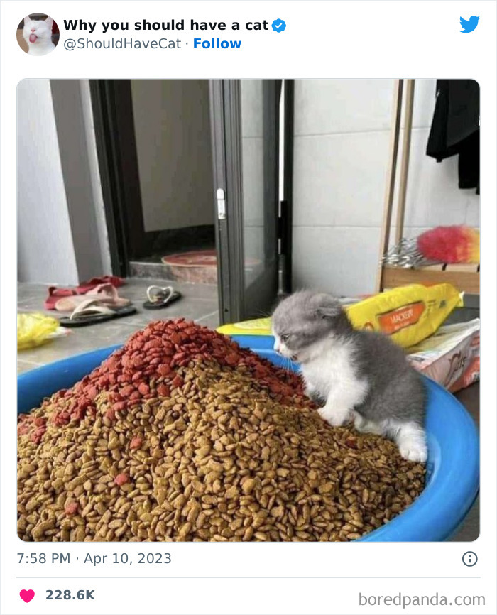 Reasons-Why-You-Should-Have-A-Cat