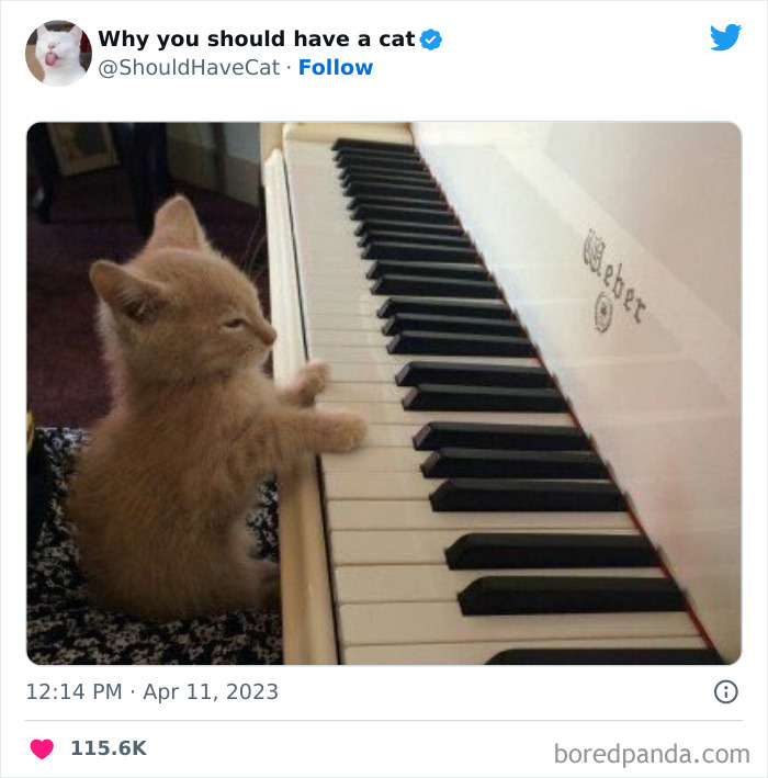 Reasons-Why-You-Should-Have-A-Cat