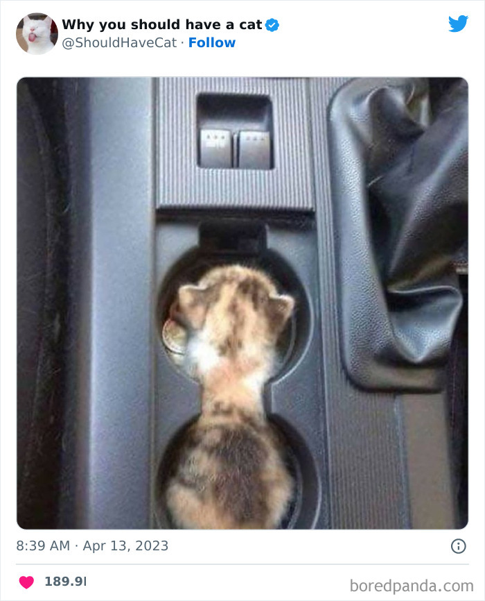 Reasons-Why-You-Should-Have-A-Cat