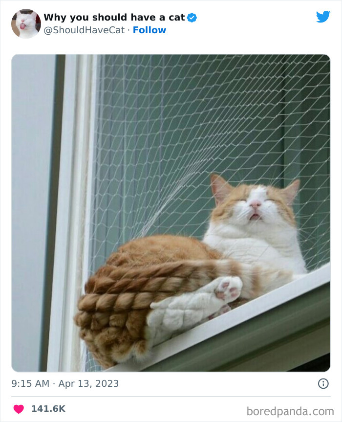 Reasons-Why-You-Should-Have-A-Cat