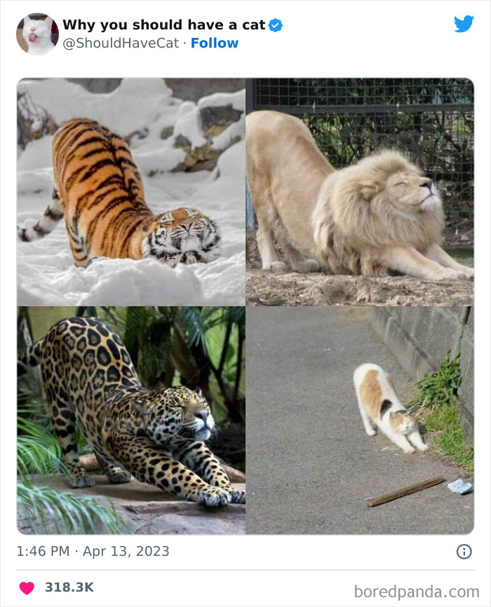 Reasons-Why-You-Should-Have-A-Cat