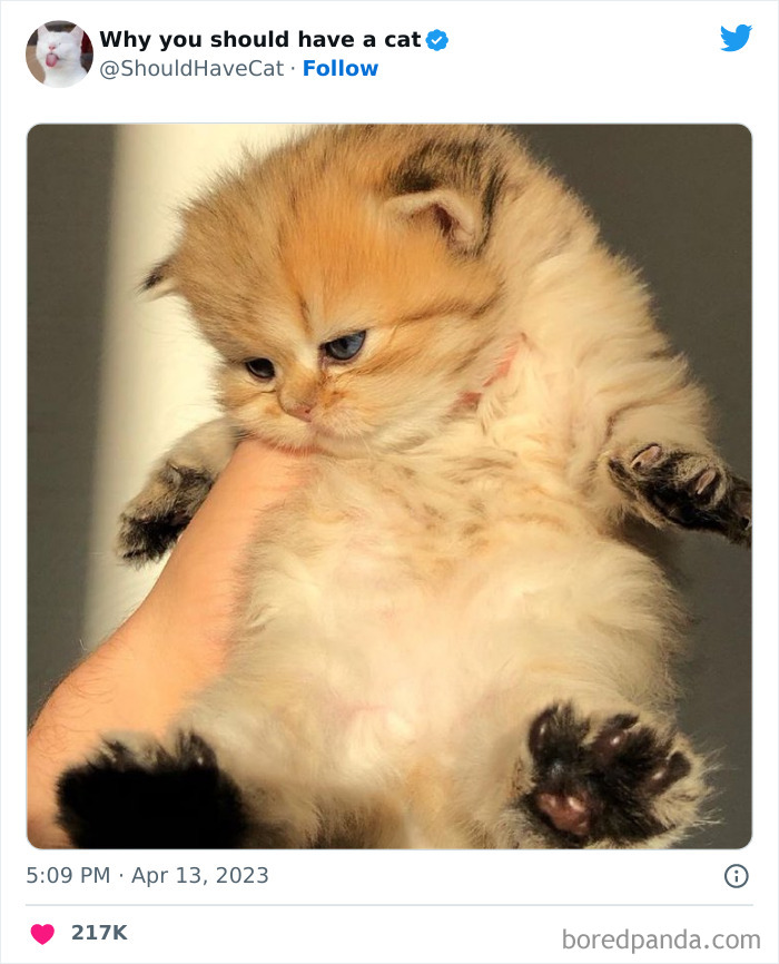 Reasons-Why-You-Should-Have-A-Cat