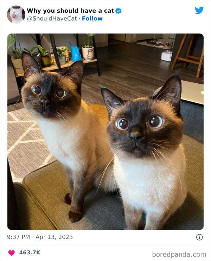 Reasons-Why-You-Should-Have-A-Cat