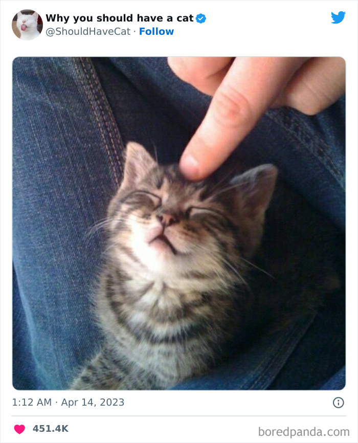 Reasons-Why-You-Should-Have-A-Cat