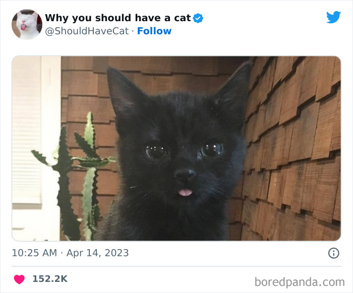 Reasons-Why-You-Should-Have-A-Cat